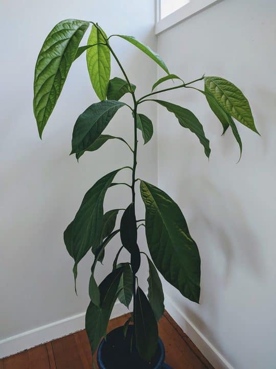 Avocado indoor plant in a blue pot in front of a window