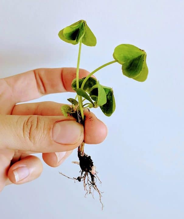 Hand holding oxalis weed plant with roots