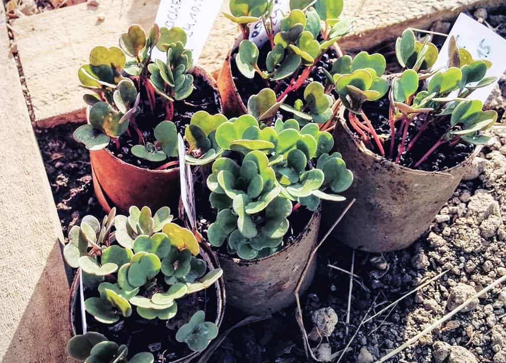 patch of soil with 5 young rocket seedlings in recycled toilet paper rolls